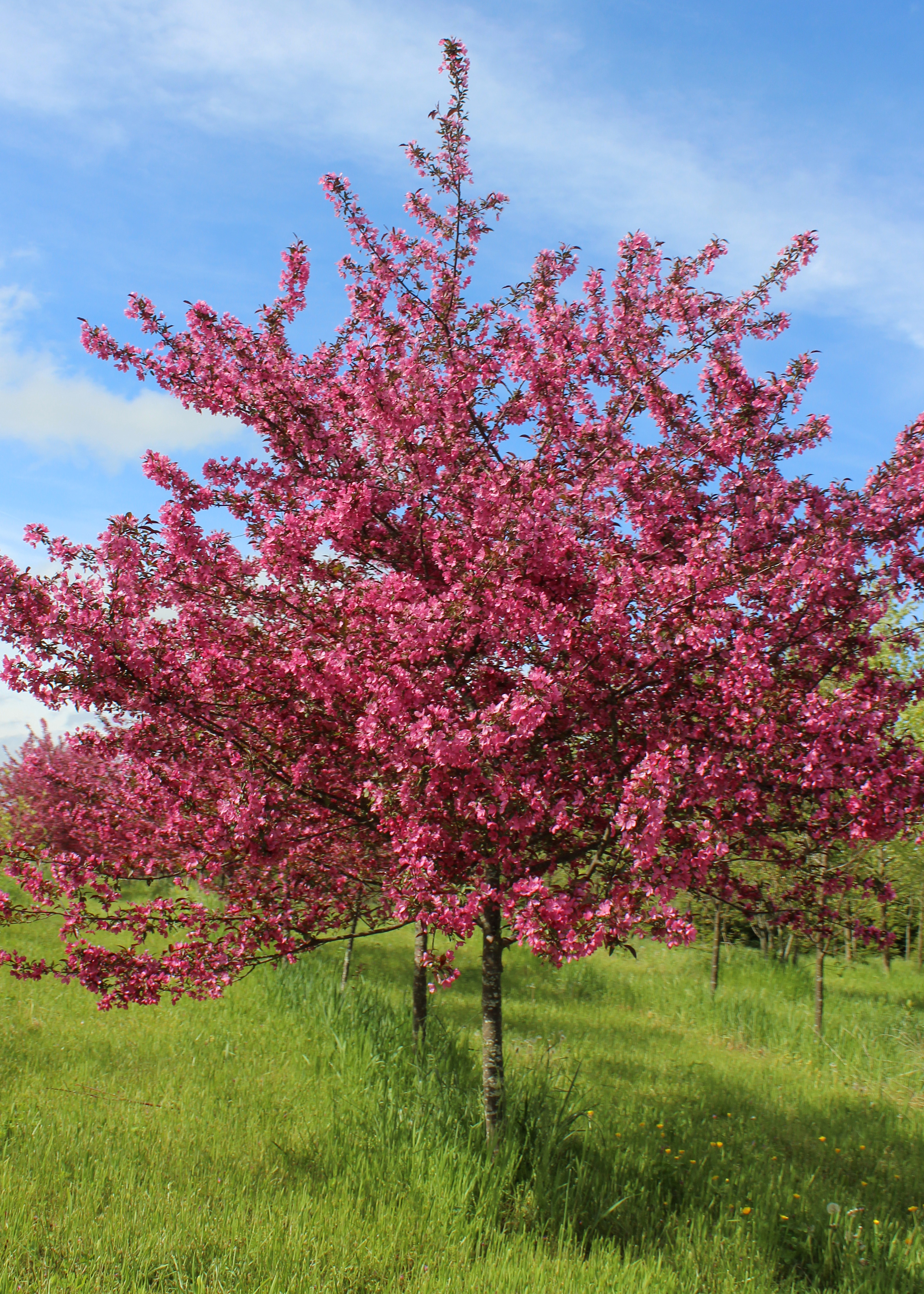 Prairie Fire Crabapple